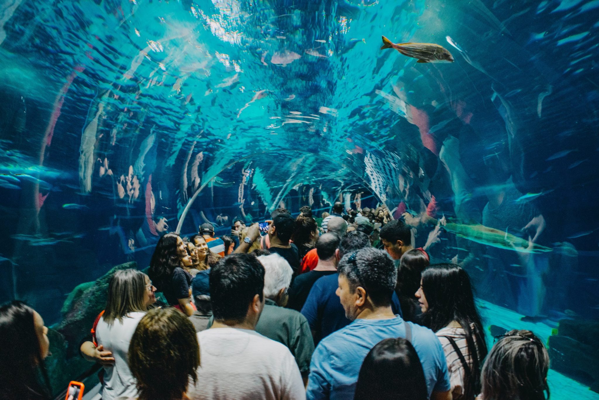 túnel-aqua-rio-aquario-marinho-do-rio-de-janeiro-scaled